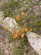 Image of Berlandier's yellow flax