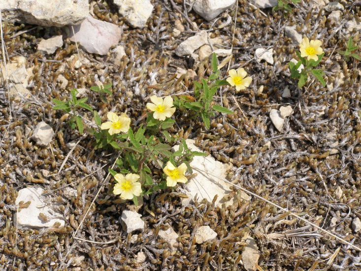 Image of <i>Sida abutifolia</i>