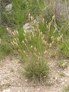 Image of hairy woollygrass