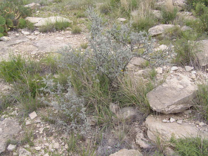 Image of Big Bend barometerbush