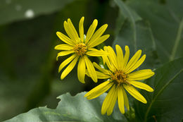 Silphium perfoliatum var. connatum (L.) Cronq. resmi