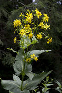 Silphium perfoliatum var. connatum (L.) Cronq. resmi