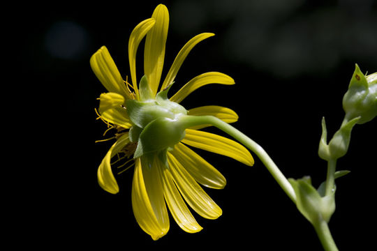 Image of cup plant