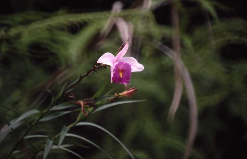 Image de Arundina graminifolia (D. Don) Hochr.