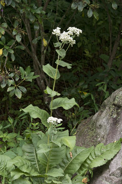 Image of American feverfew