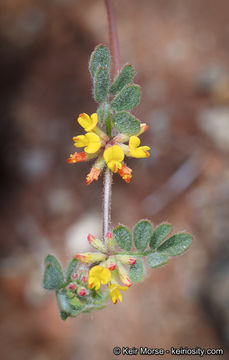 <i>Acmispon micranthus</i>的圖片