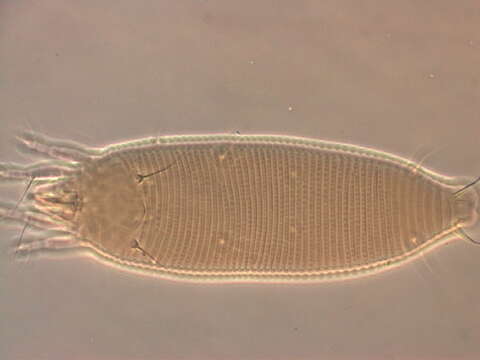 Image of Eriophyoidea