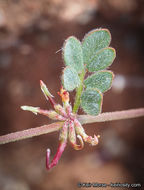 <i>Acmispon micranthus</i>的圖片