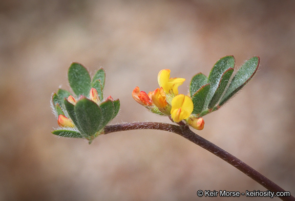 <i>Acmispon micranthus</i>的圖片