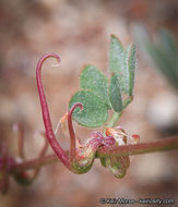 <i>Acmispon micranthus</i>的圖片