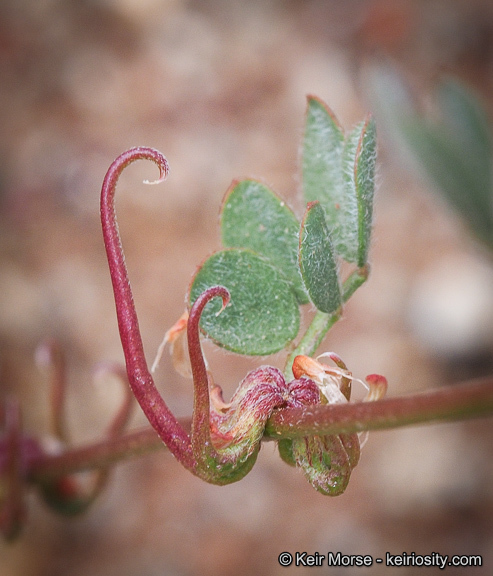 <i>Acmispon micranthus</i>的圖片