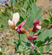 Imagem de <i>Acmispon <i>grandiflorus</i></i> var. grandiflorus