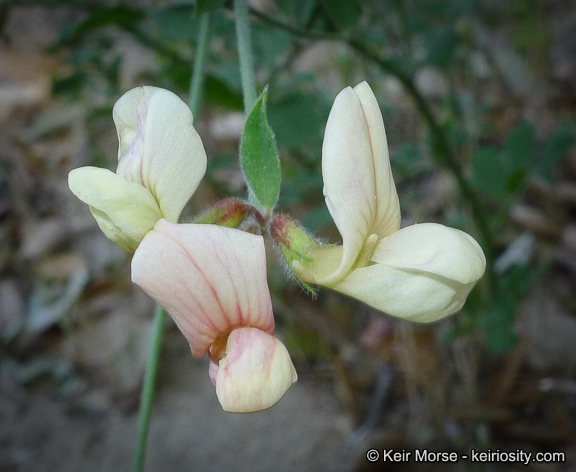 Imagem de <i>Acmispon <i>grandiflorus</i></i> var. grandiflorus