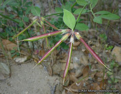 Imagem de <i>Acmispon <i>grandiflorus</i></i> var. grandiflorus