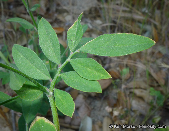 Imagem de <i>Acmispon <i>grandiflorus</i></i> var. grandiflorus