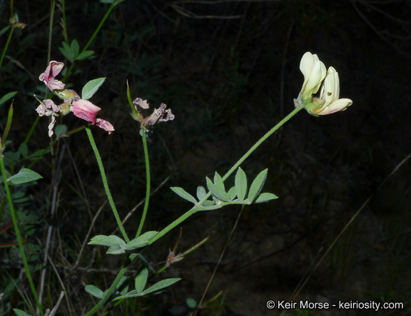 Imagem de <i>Acmispon <i>grandiflorus</i></i> var. grandiflorus