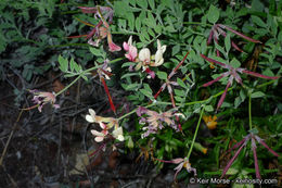 Imagem de <i>Acmispon <i>grandiflorus</i></i> var. grandiflorus