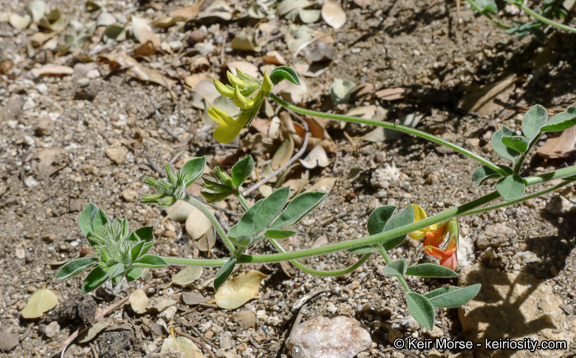 Imagem de <i>Acmispon <i>grandiflorus</i></i> var. grandiflorus