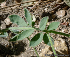 Imagem de <i>Acmispon <i>grandiflorus</i></i> var. grandiflorus