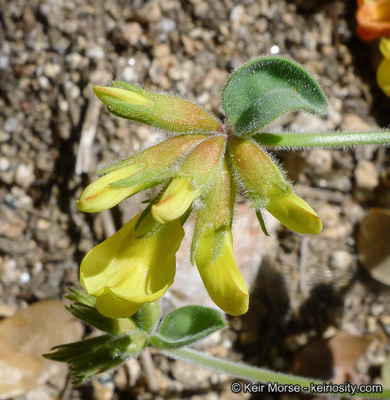 Imagem de <i>Acmispon <i>grandiflorus</i></i> var. grandiflorus