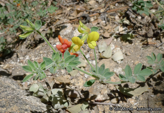 Imagem de <i>Acmispon <i>grandiflorus</i></i> var. grandiflorus