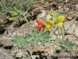 Imagem de <i>Acmispon <i>grandiflorus</i></i> var. grandiflorus