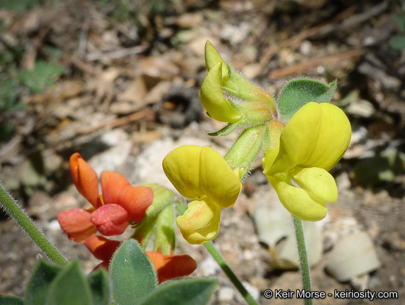 Imagem de <i>Acmispon <i>grandiflorus</i></i> var. grandiflorus