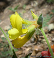 Imagem de <i>Acmispon <i>grandiflorus</i></i> var. grandiflorus