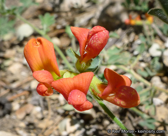 Imagem de <i>Acmispon <i>grandiflorus</i></i> var. grandiflorus