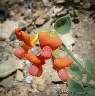 Imagem de <i>Acmispon <i>grandiflorus</i></i> var. grandiflorus