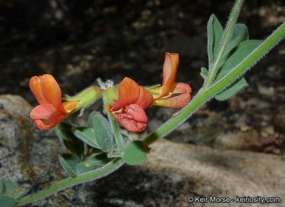 Imagem de <i>Acmispon <i>grandiflorus</i></i> var. grandiflorus