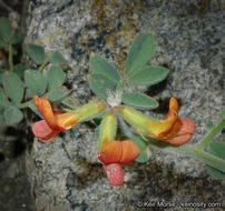 Imagem de <i>Acmispon <i>grandiflorus</i></i> var. grandiflorus