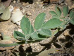 Imagem de <i>Acmispon <i>grandiflorus</i></i> var. grandiflorus