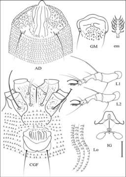 Image of Aculodes