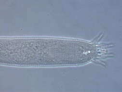 Image of Eriophyoidea