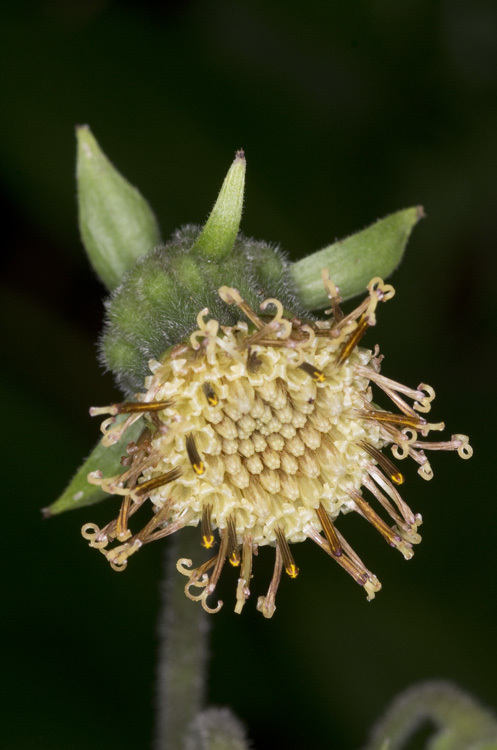 Image of Rugel's Indianplantain