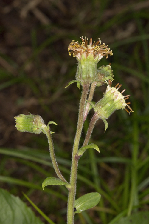 Image of Rugel's Indianplantain