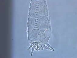 Image of Tegolophus