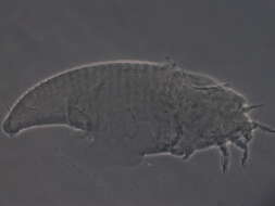 Image of Tegolophus