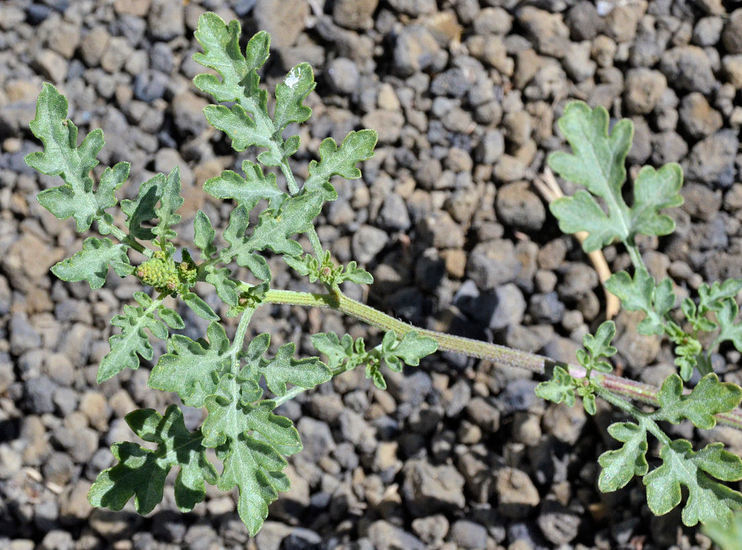 Image of flatspine bur ragweed