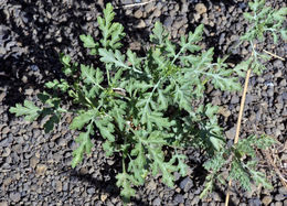 Image of flatspine bur ragweed