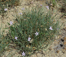 صورة Stephanomeria pauciflora (Torr.) A. Nels.