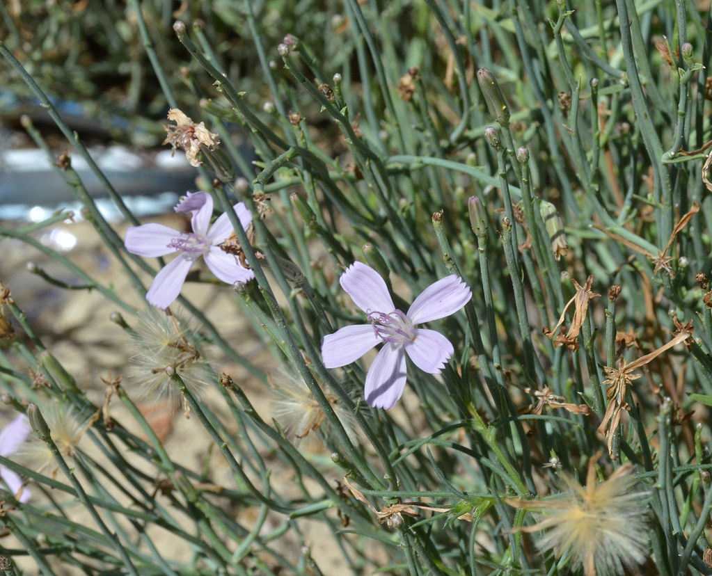 صورة Stephanomeria pauciflora (Torr.) A. Nels.