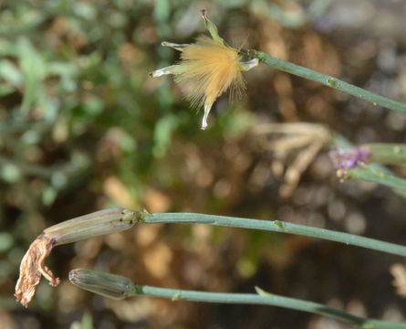 Image of brownplume wirelettuce