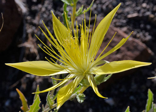 Image of giant blazing star