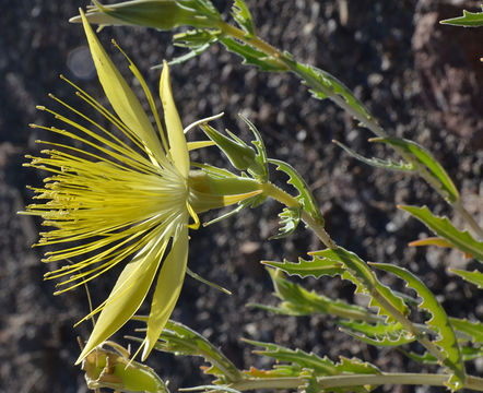 Image of giant blazing star