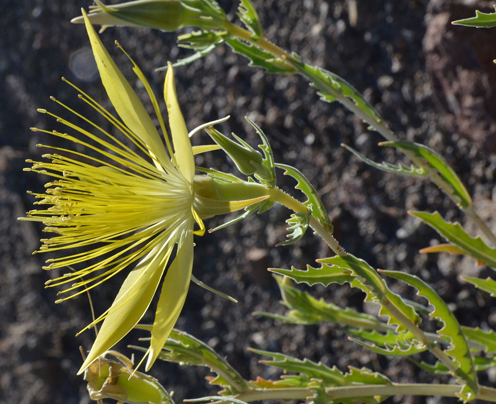 Image of giant blazing star