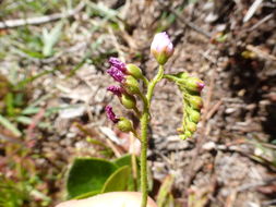 Imagem de Drosera anglica Huds.