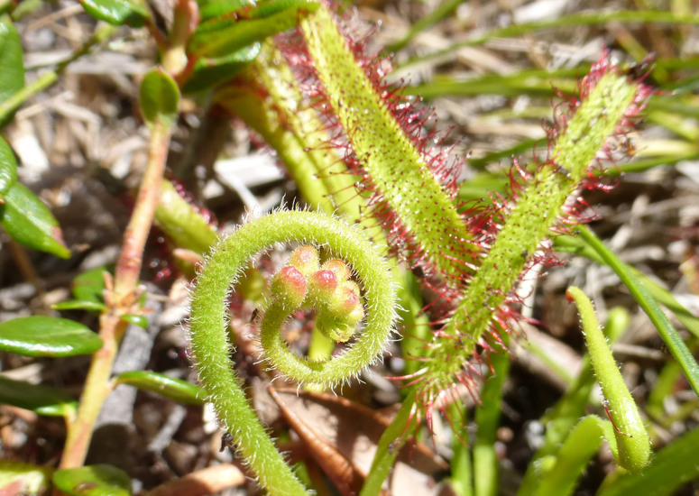 Imagem de Drosera anglica Huds.