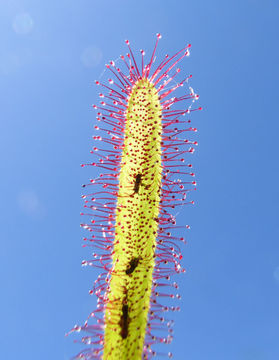 Image of Great Sundew